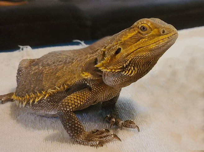 Bearded-Dragon exotic