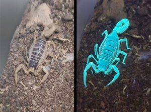 creepy crawler