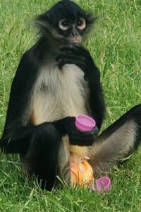 spider monkey
