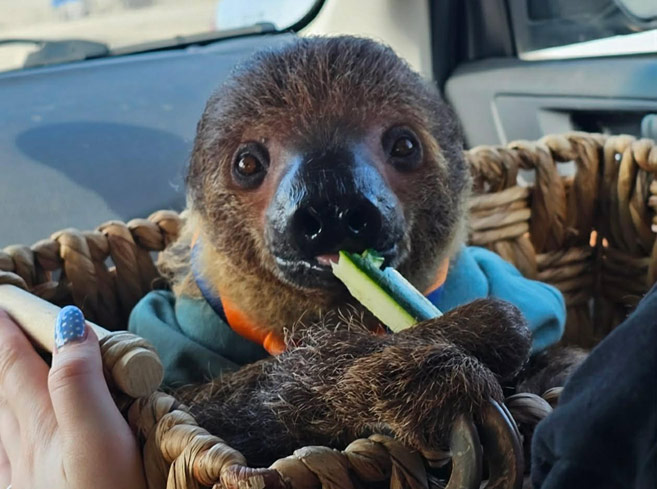 Sloth