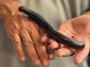 Millipede