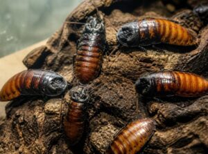 Cockroach